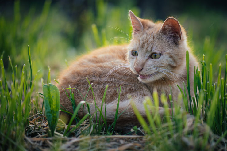 Capture des chats errants du 10 au 23 juin